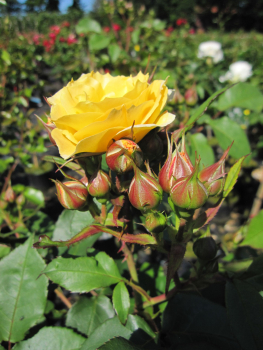 Preview: Rosa Apricot Meilove